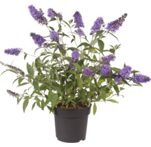 Budleja Davidova v kvetináči