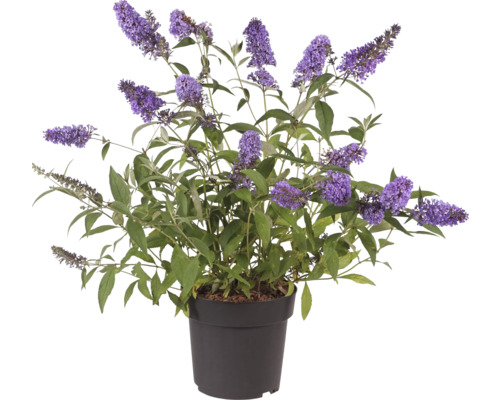 Budleja Davidova v kvetináči