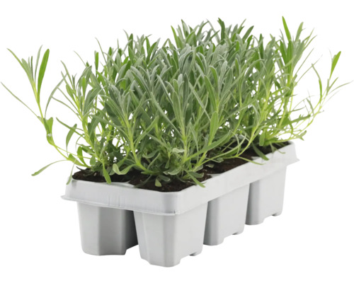 Rastliny levandule v sadbovači