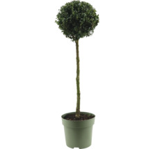 Buxus ako guľovitý strom v kvetináči