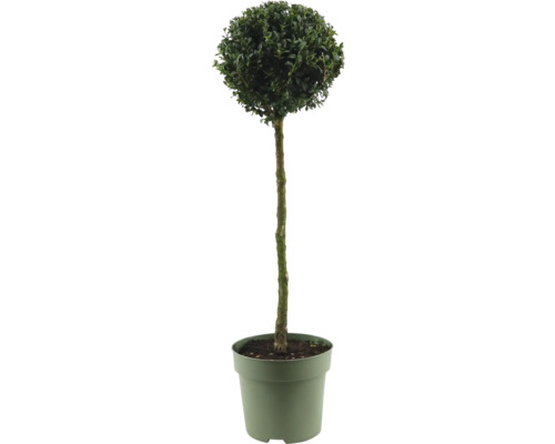 Buxus ako guľovitý strom v kvetináči