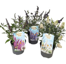 Tri kríky motýľov zo série Summer Kids v kvetináči