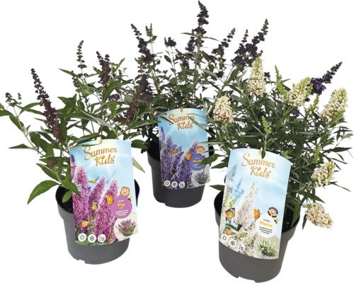 Tri kríky motýľov zo série Summer Kids v kvetináči