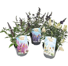 Tri motýlie kríky zo série Summer Kids v kvetináčoch