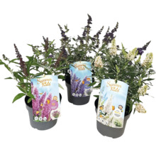 Tri budleje druhu Summer Kids v kvetináčoch