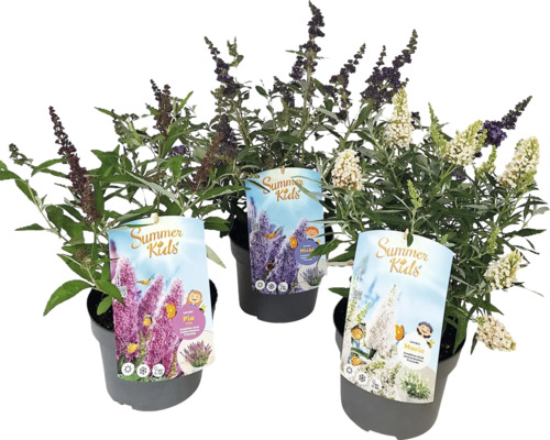 Tri budleje druhu Summer Kids v kvetináčoch