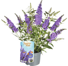 Budleja Davidova 'Micki' v kvetináči