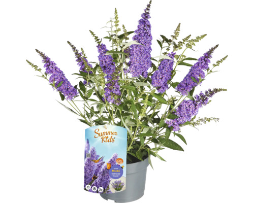 Budleja Davidova 'Micki' v kvetináči