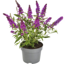 Budleja Davidova v kvetináči s fialovými kvetmi