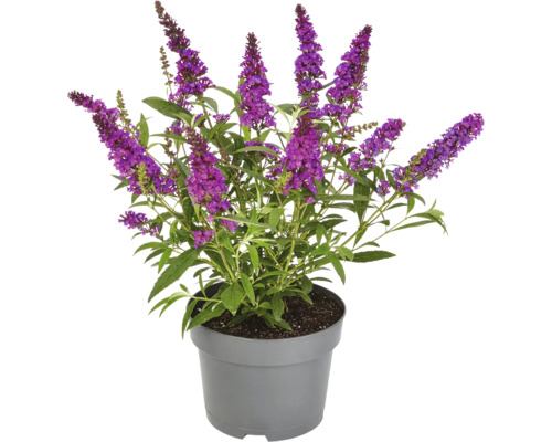Budleja Davidova v kvetináči s fialovými kvetmi