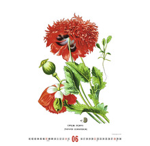 List kalendára s ilustráciou maku siateho