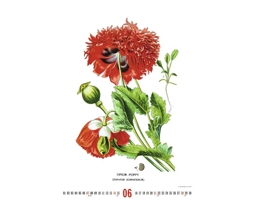 List kalendára s ilustráciou maku siateho