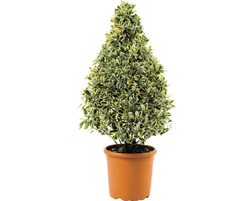 Dráč v kvetináči tvarovaný do kužeľa