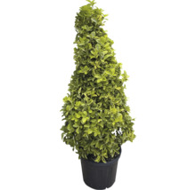 Tvarovaný strom v kvetináči