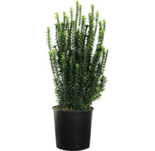 Buxus v kvetináči