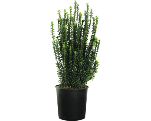 Buxus v kvetináči
