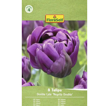 Balenie 8 tulipánov odrody Double Late Negrita Double od FloraSelf