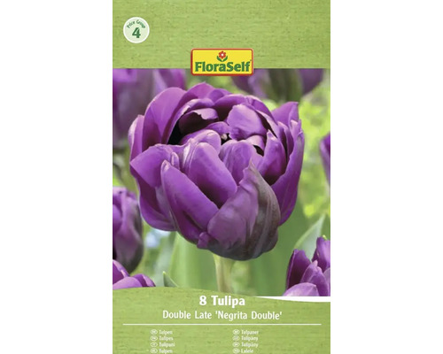 Balenie 8 tulipánov odrody Double Late Negrita Double od FloraSelf
