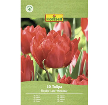 Balenie 10 tulipánov odrody Double Late Miranda
