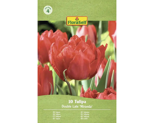 Balenie 10 tulipánov odrody Double Late Miranda