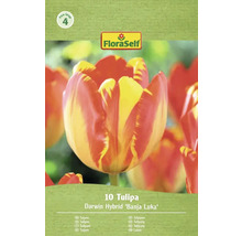 Balenie 10 Darwinových hybridných tulipánov odrody Banja Luka