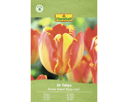 Balenie 10 Darwinových hybridných tulipánov odrody Banja Luka