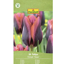 Balenie 10 tulipánov Triumph 'Slawa' od FloraSelf