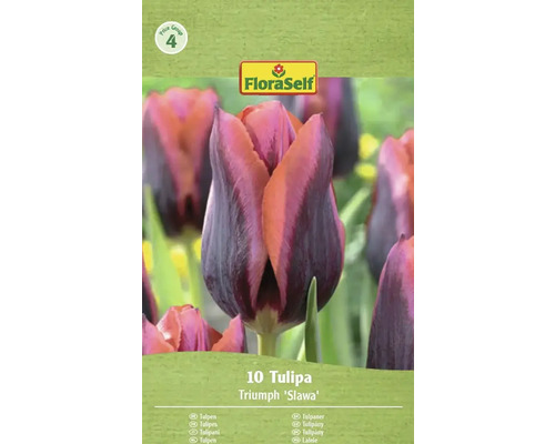 Balenie 10 tulipánov Triumph 'Slawa' od FloraSelf