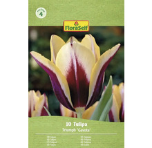 Balenie 10 tulipánov Triumph Gavota