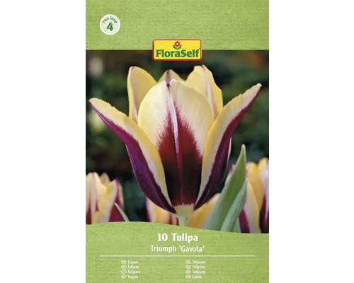 Balenie 10 tulipánov Triumph Gavota