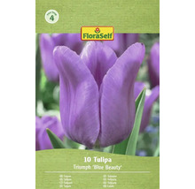 Tulipány FloraSelf Triumph 'Blue Beauty', 10 kusov