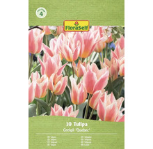 FloraSelf Tulipány Greigii Quebec, 10 kusov
