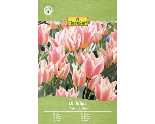 FloraSelf Tulipány Greigii Quebec, 10 kusov