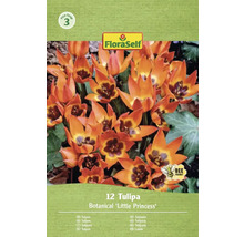 Balenie 12 botanických tulipánov 'Little Princess' od FloraSelf