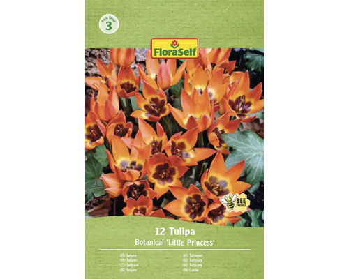 Balenie 12 botanických tulipánov 'Little Princess' od FloraSelf