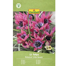 Balenie 12 botanických tulipánov Little Beauty