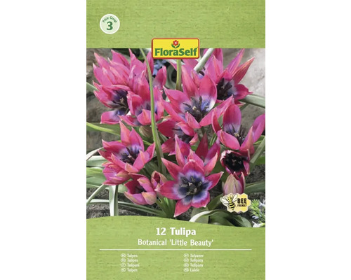 Balenie 12 botanických tulipánov Little Beauty