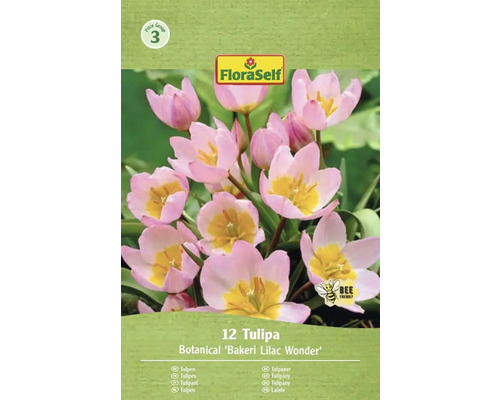 Balenie tulipánov odrody Bakeri Lilac Wonder