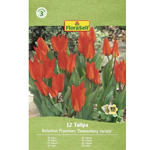Balenie tulipánov odrody Botanical Praestans Zwanenburg so symbolom šetrné k včelám