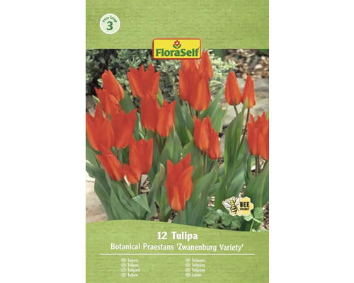 Balenie tulipánov odrody Botanical Praestans Zwanenburg so symbolom šetrné k včelám