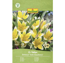 Balenie 15 tulipánov Botanical Tarda Dasystemon od FloraSelf