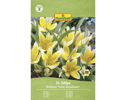 Balenie 15 tulipánov Botanical Tarda Dasystemon od FloraSelf