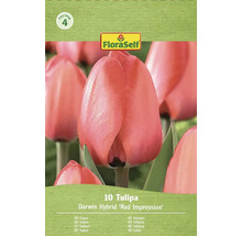 Balenie tulipánov Darwin Hybrid Red Impression od FloraSelf