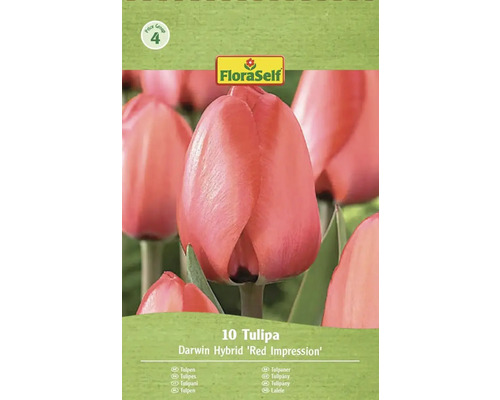 Balenie tulipánov Darwin Hybrid Red Impression od FloraSelf