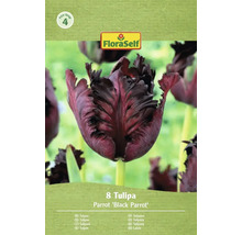Balenie ôsmich tulipánov odrody Parrot Black Parrot