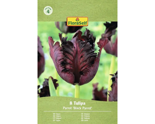 Balenie ôsmich tulipánov odrody Parrot Black Parrot