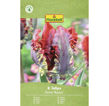 Balenie tulipánov FloraSelf Parrot Rococo s ôsmimi cibuľkami
