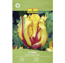 Balenie 8 cibuliek tulipánu Parrot 'Texas Flame' od FloraSelf
