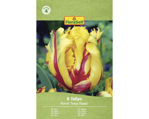 Balenie 8 cibuliek tulipánu Parrot 'Texas Flame' od FloraSelf