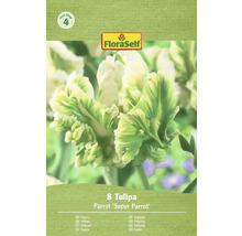 Balenie 8 tulipánov Parrot Super Parrot